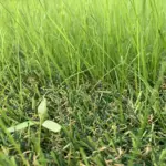 Hybridgress Hybrid-30 ECO