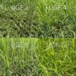 Hybridgress Hybrid-30 ECO