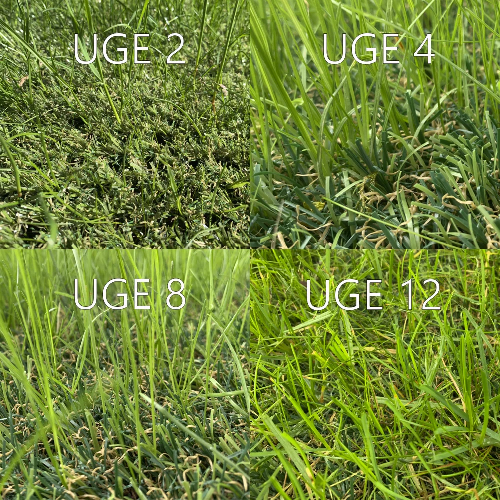 Hybridgress Hybrid-30 ECO